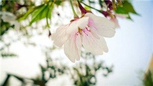 英孚在线英语贵吗，具体收费价格表是多少？