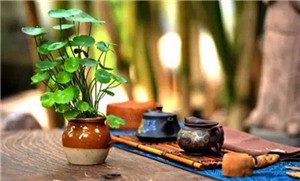 关于sayabc和vipkid哪个好，网友真实对比总结。