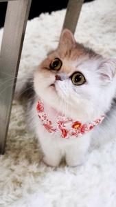 上海一对一成人英语培训,一年的价格需要多少钱