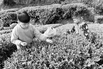 春日采茶忙